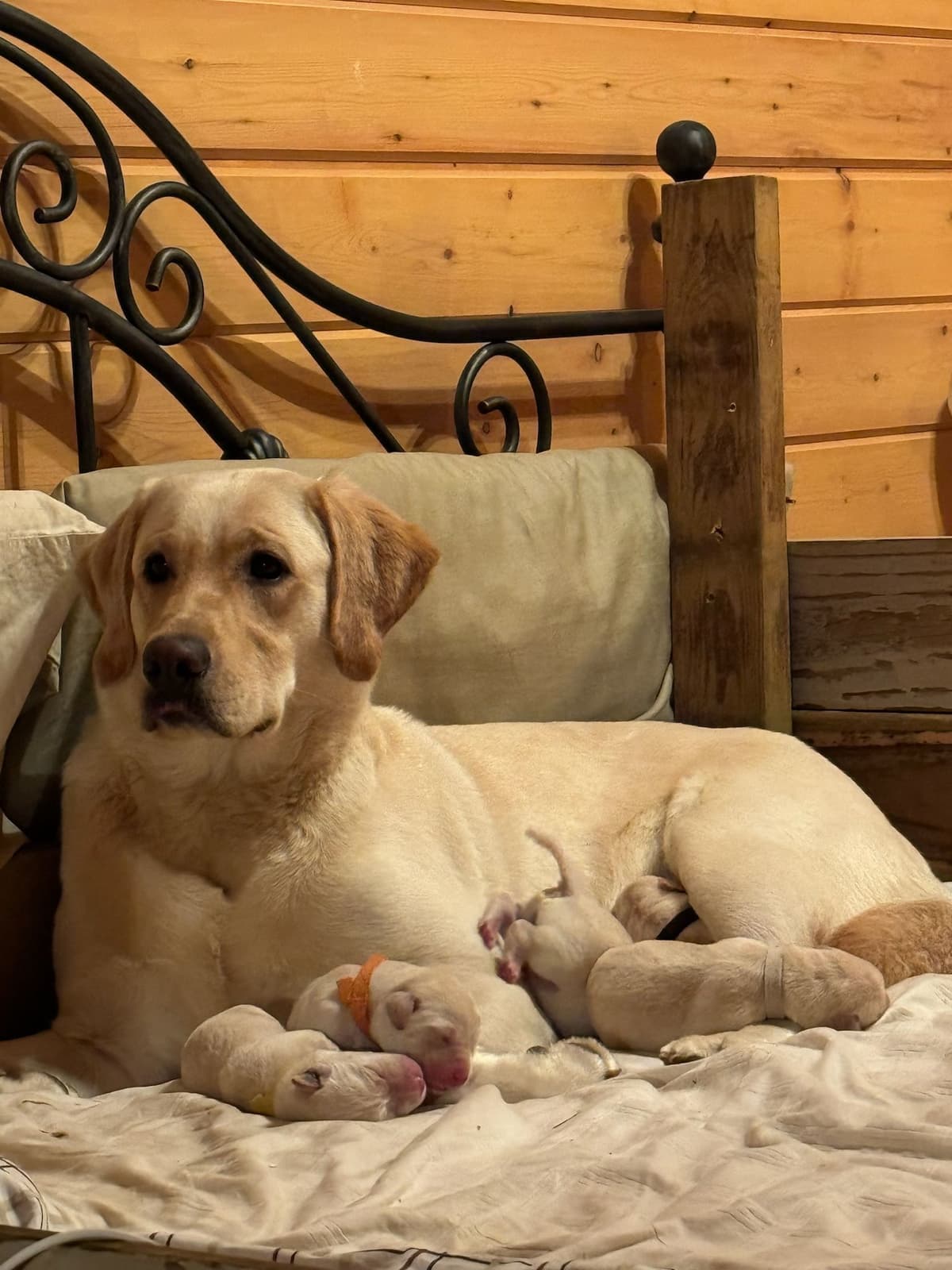 English Labrador Retriever Puppies breeder image 5