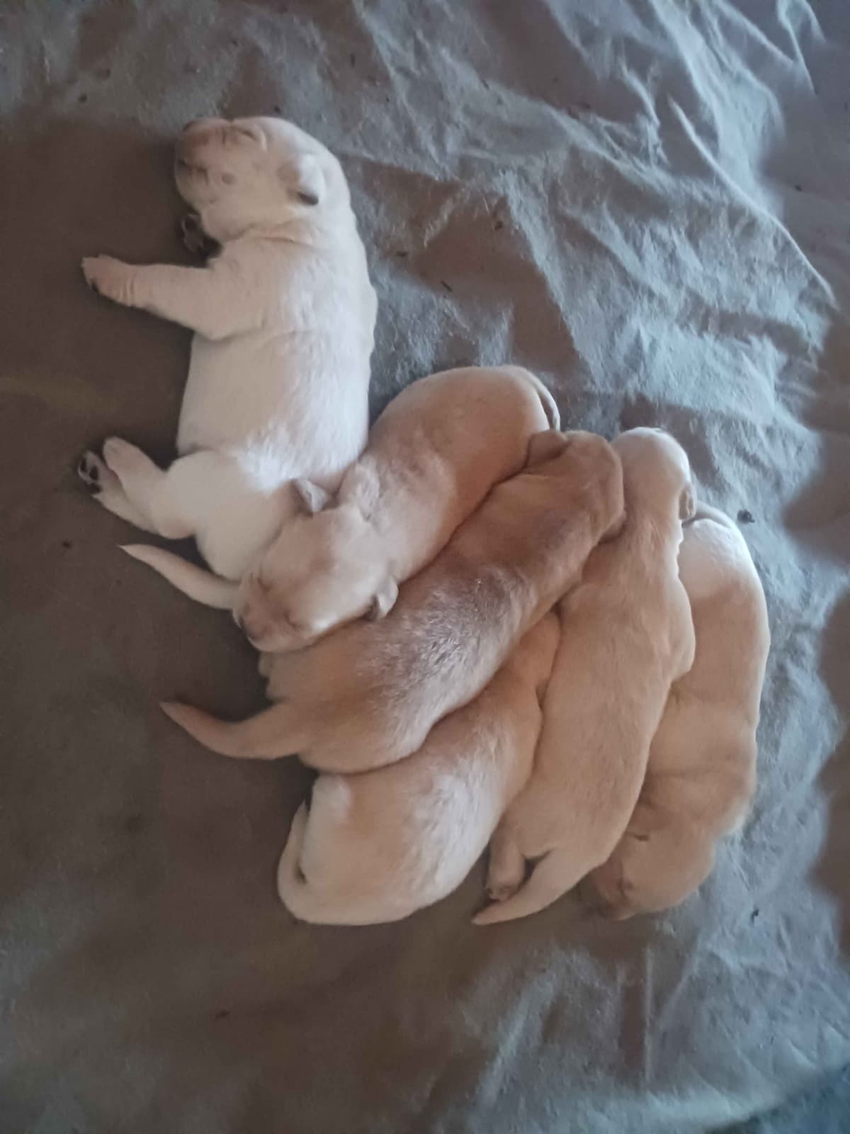 English Labrador Retriever Puppies breeder image 6