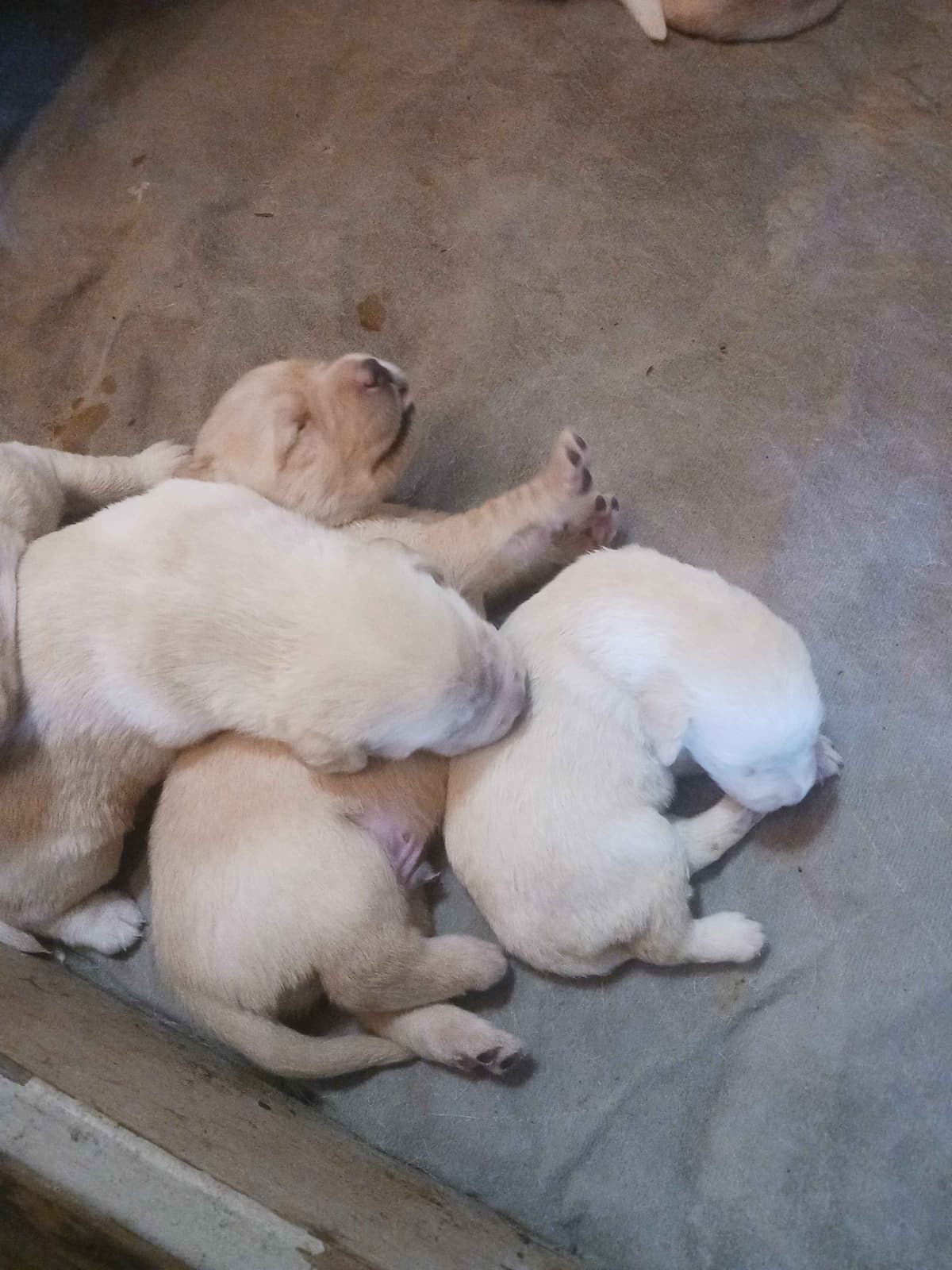 English Labrador Retriever Puppies breeder image 7