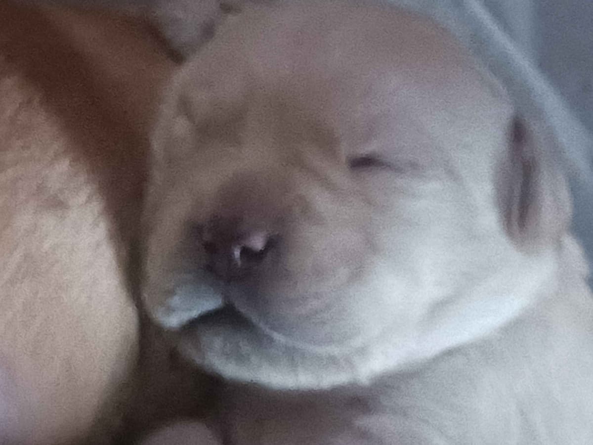 English Labrador Retriever Puppies breeder image 8