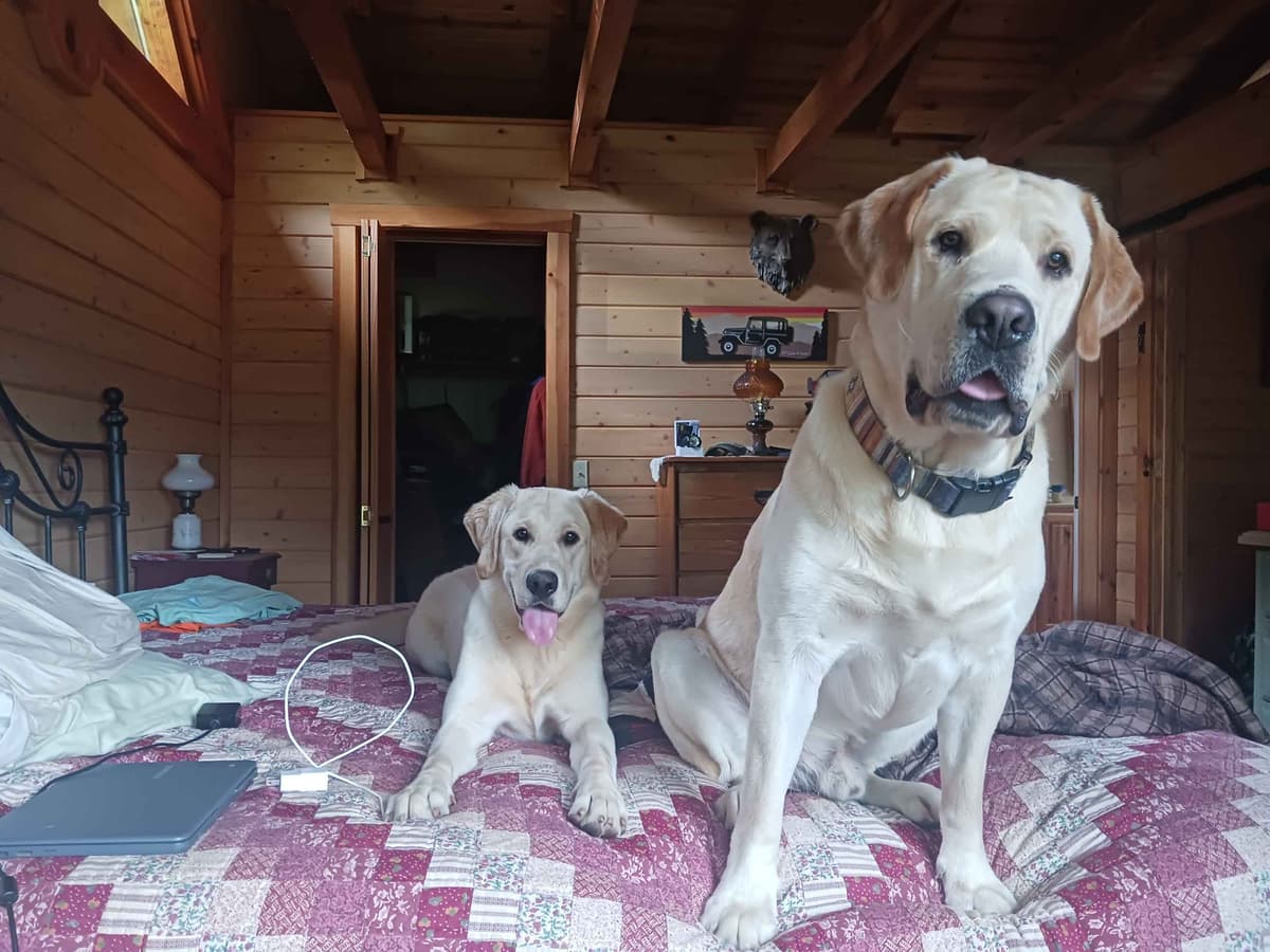 English Labrador Retriever Puppies breeder image 9