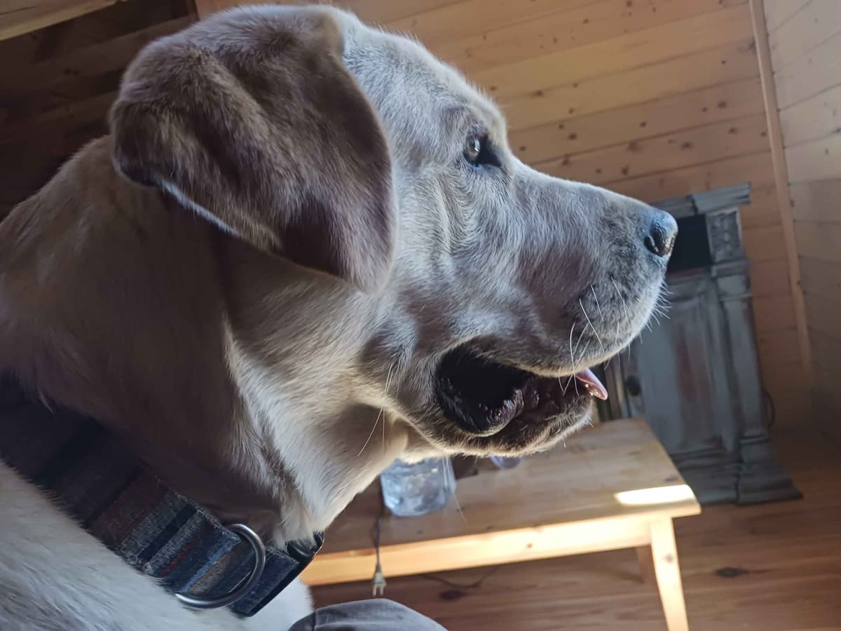 English Labrador Retriever Puppies breeder image 10