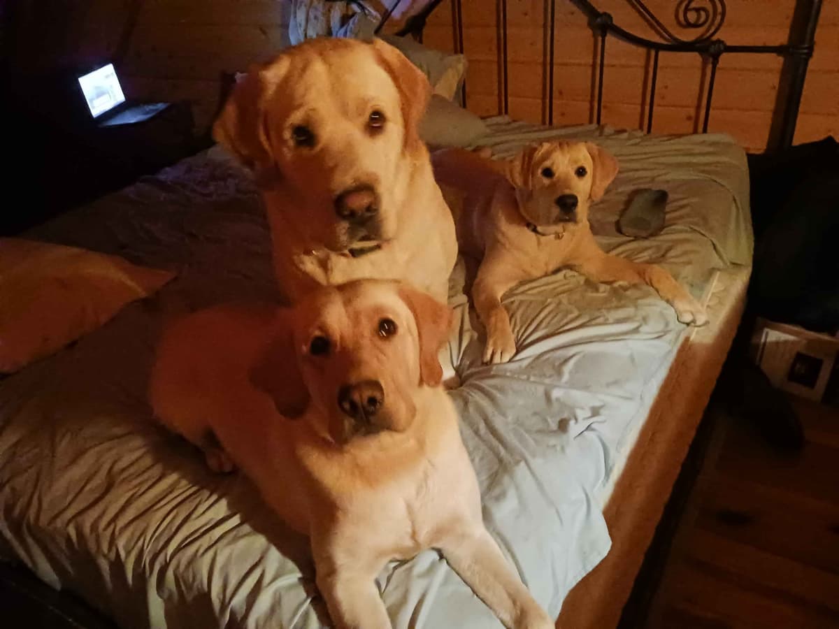 English Labrador Retriever Puppies breeder image 11