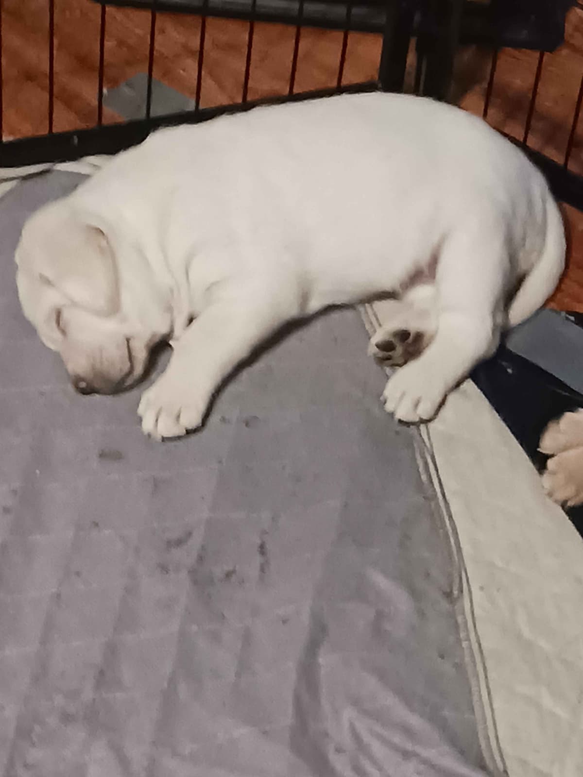 English Labrador Retriever Puppies breeder image 12