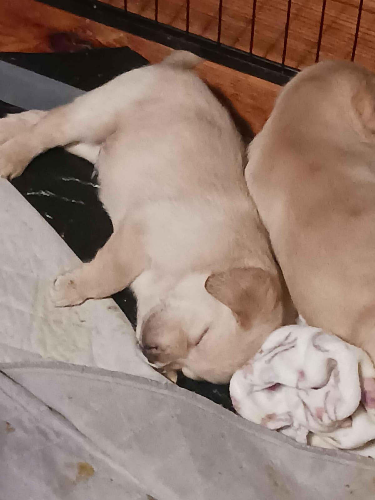 English Labrador Retriever Puppies breeder image 13
