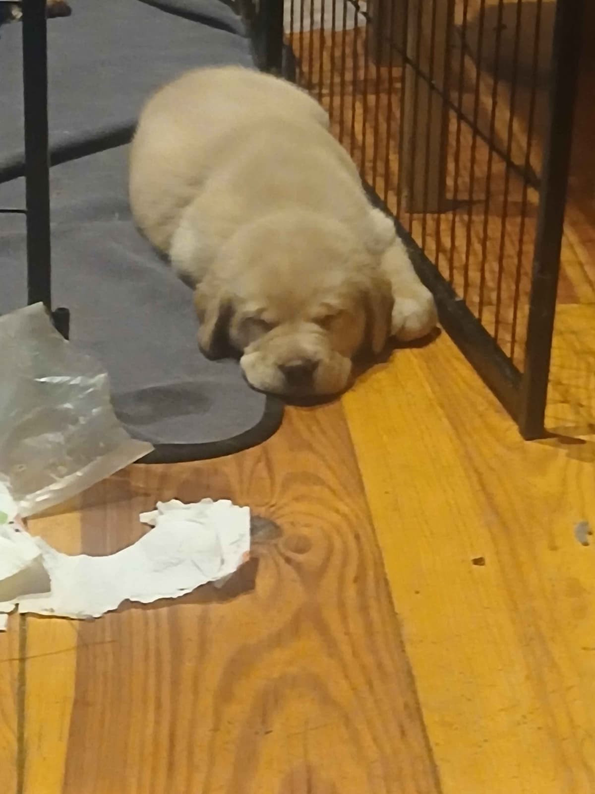 English Labrador Retriever Puppies breeder image 3