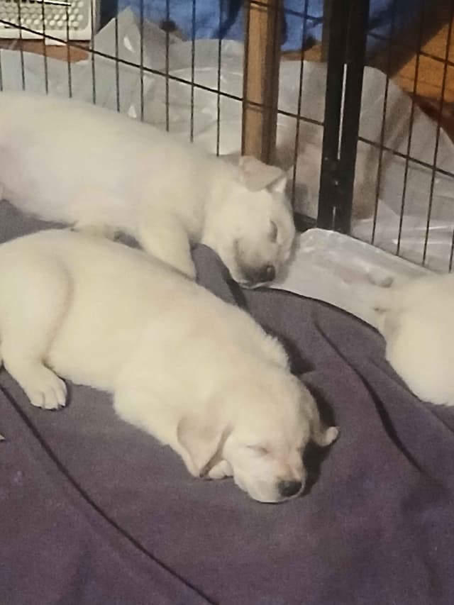 English Labrador Retriever Puppies media 8