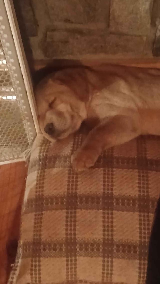 English Labrador Retriever Puppies media 11