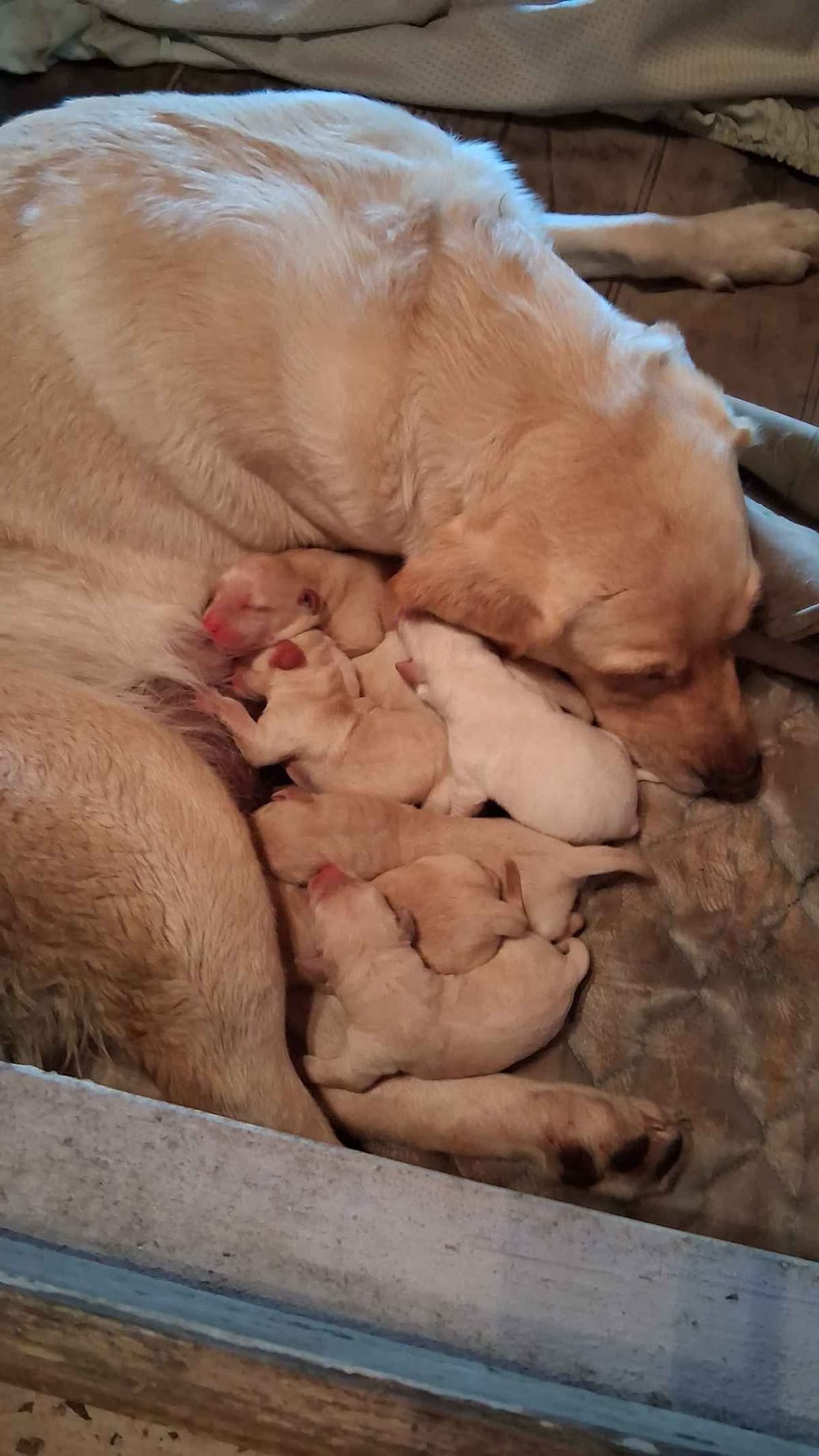 English Labrador Retriever Puppies breeder image 2