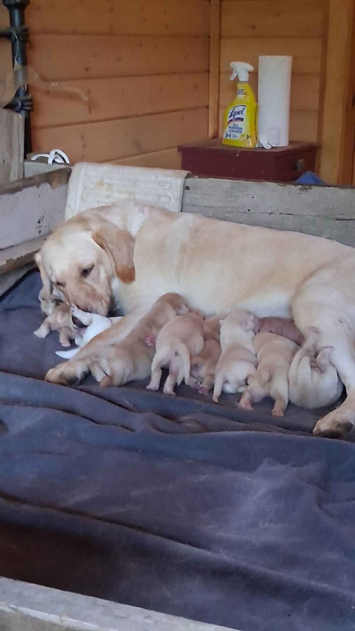 English Labrador Retriever Puppies breeder image 4
