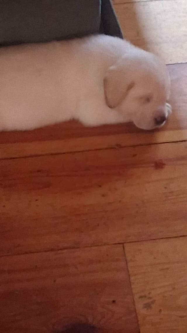 English Labrador Retriever Puppies media 12
