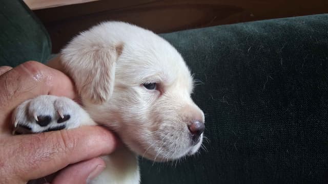 English Labrador Retriever Puppies media 5