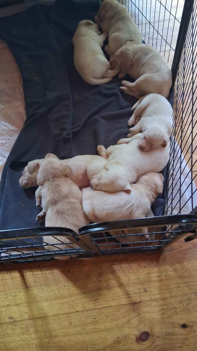 English Labrador Retriever Puppies media 13