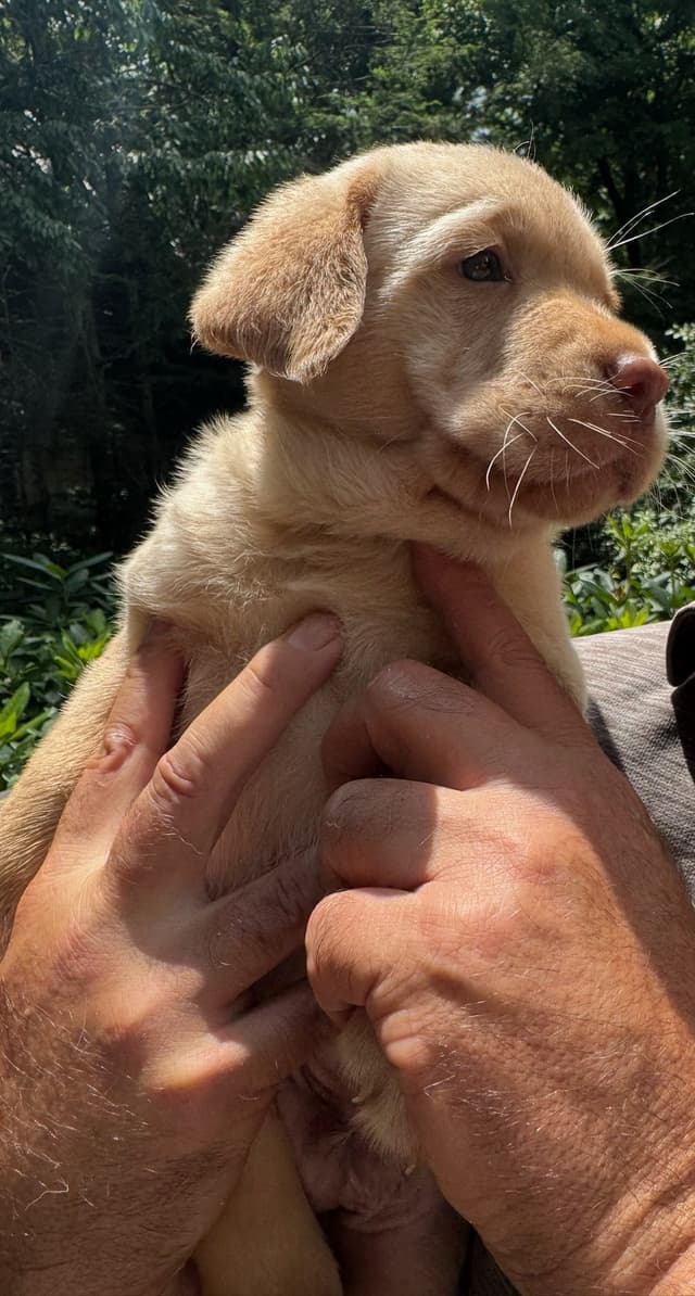 English Labrador Retriever Puppies media 14
