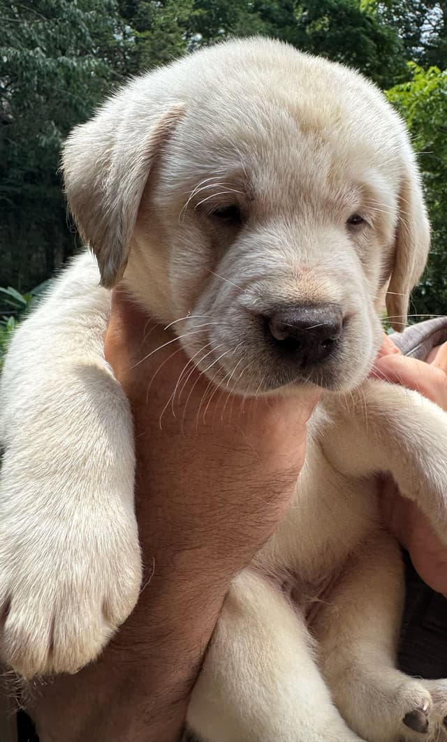 English Labrador Retriever Puppies media 6