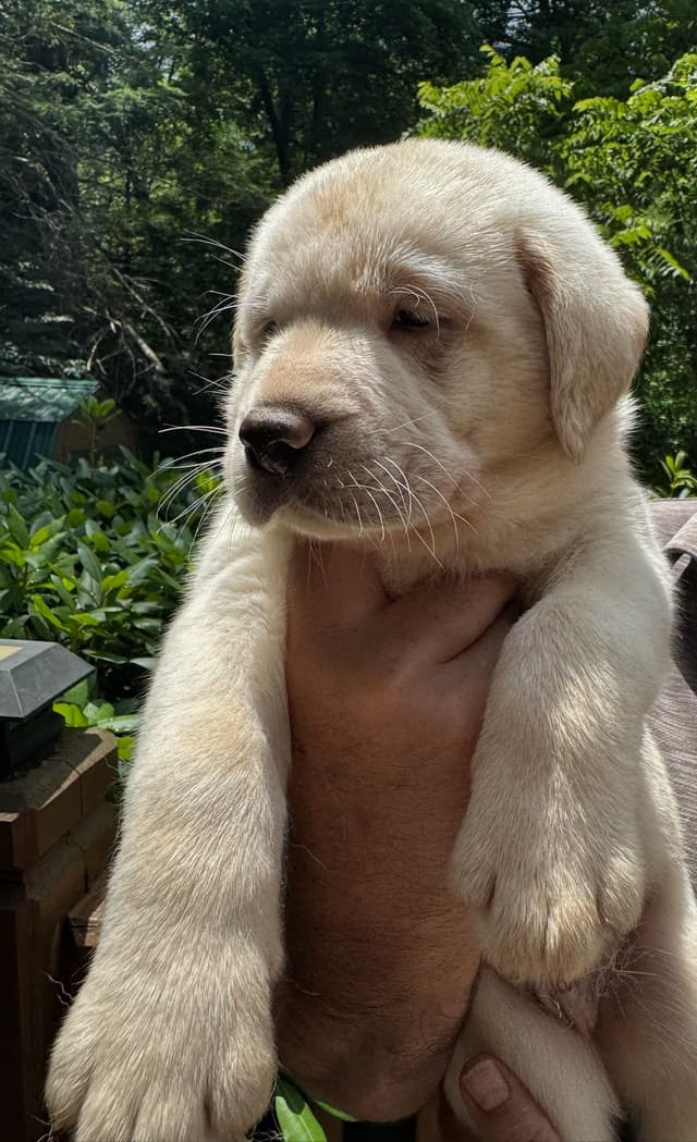 English Labrador Retriever Puppies media 4