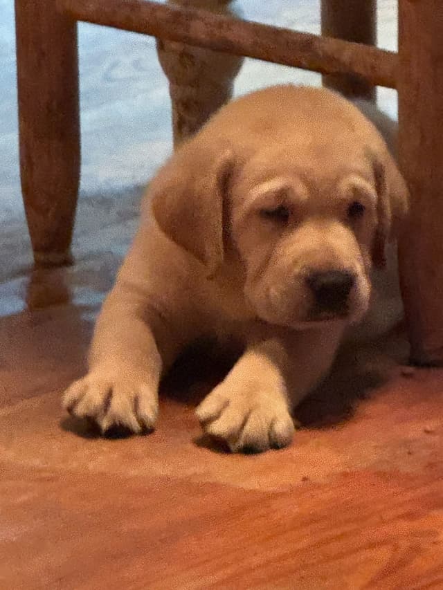 English Labrador Retriever Puppies media 3
