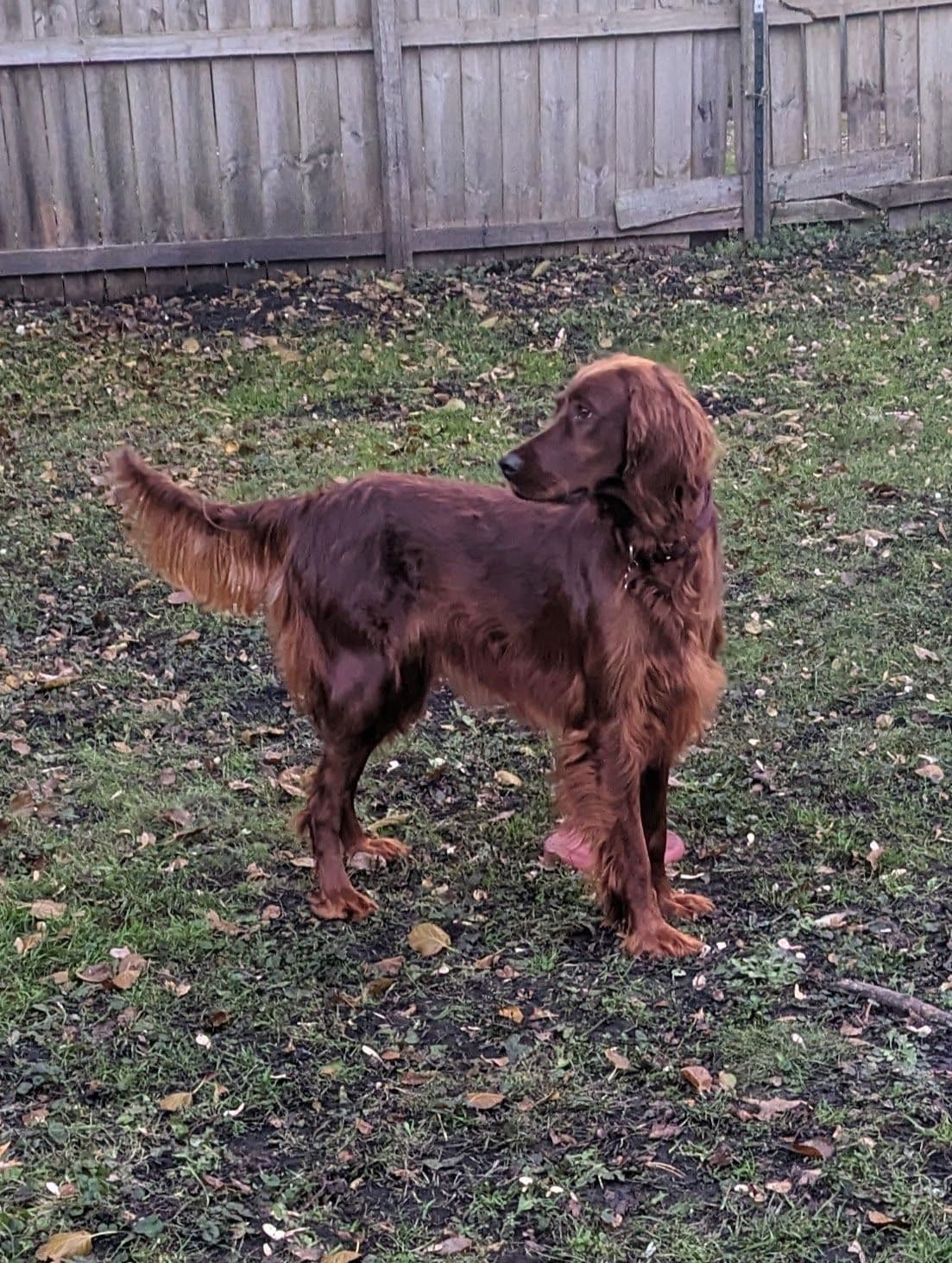 Irish Setter Puppies breeder image 1