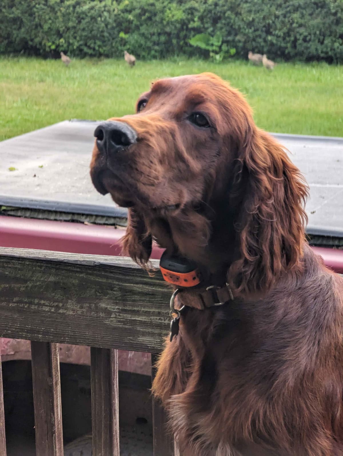 Irish Setter Puppies breeder image 16
