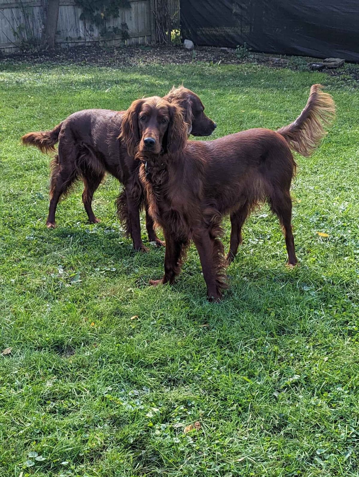 Irish Setter Puppies breeder image 2