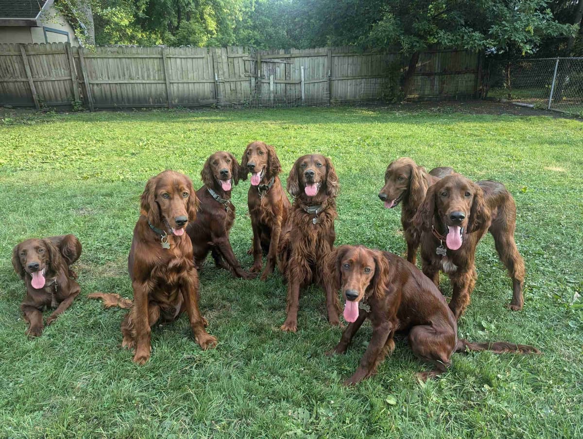 Irish Setter Puppies breeder image 4