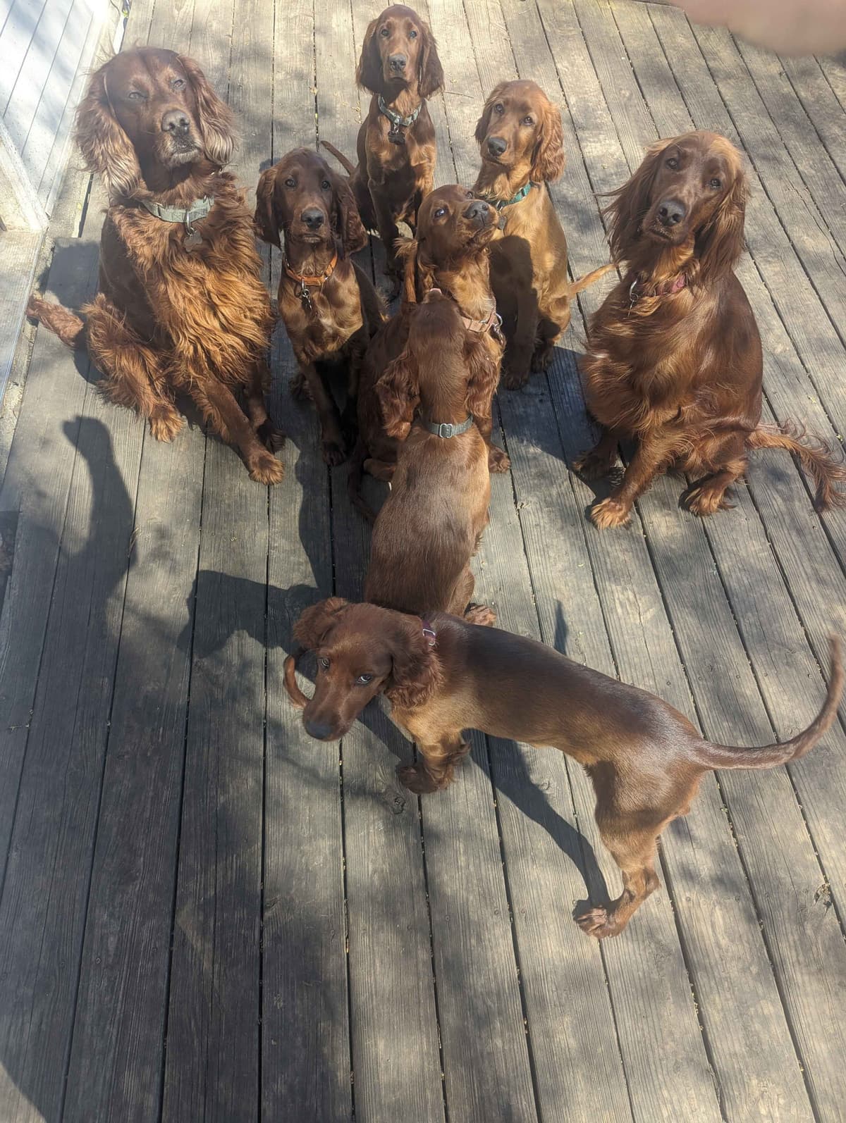 Irish Setter Puppies breeder image 5