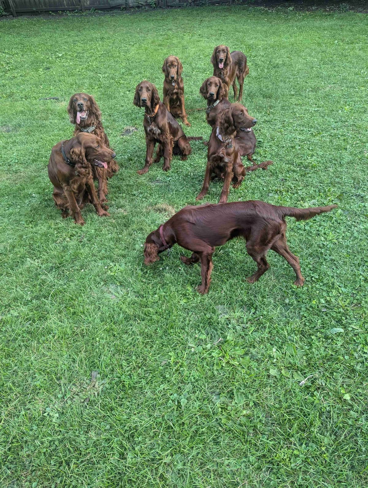 Irish Setter Puppies breeder image 6