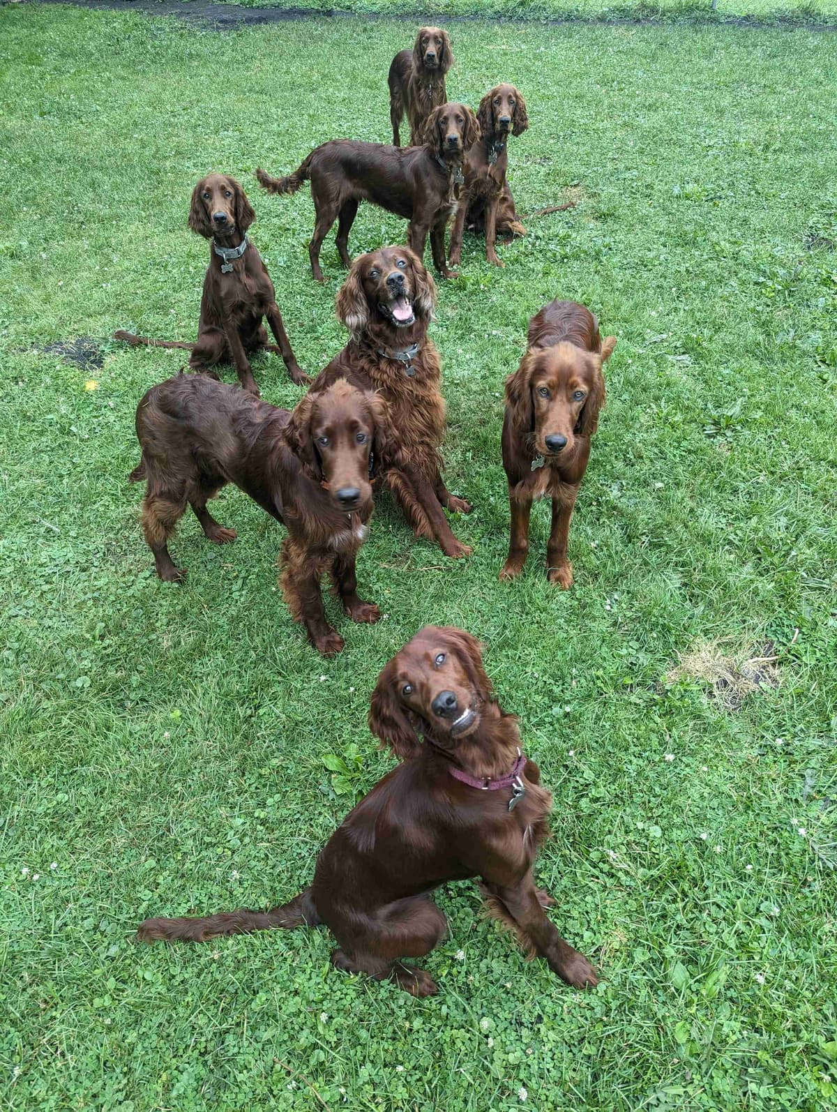 Irish Setter Puppies breeder image 7