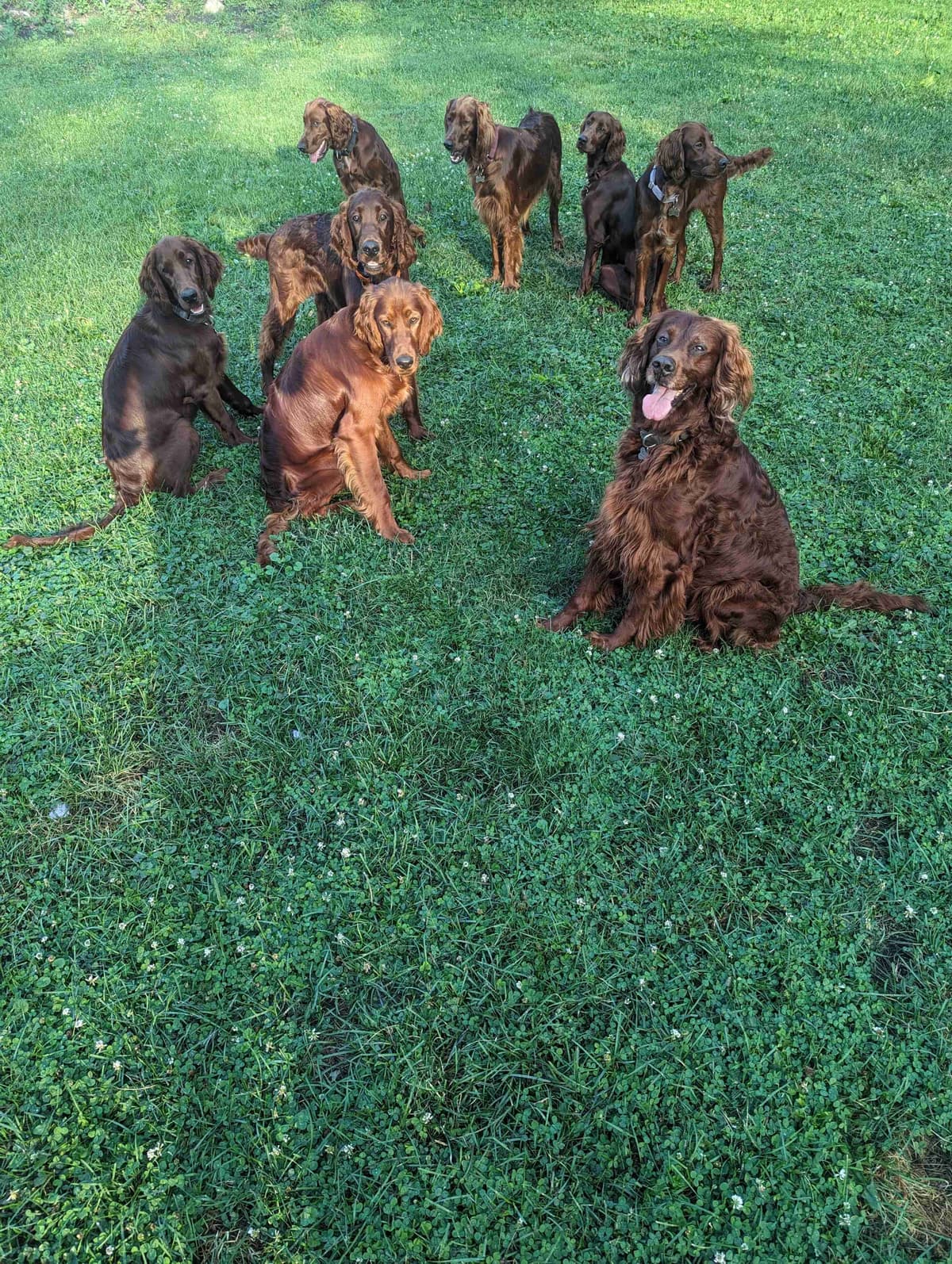 Irish Setter Puppies breeder image 8