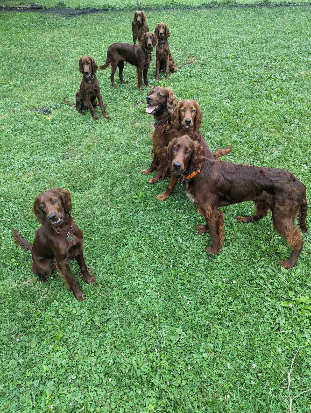 Irish Setter Puppies breeder image 10