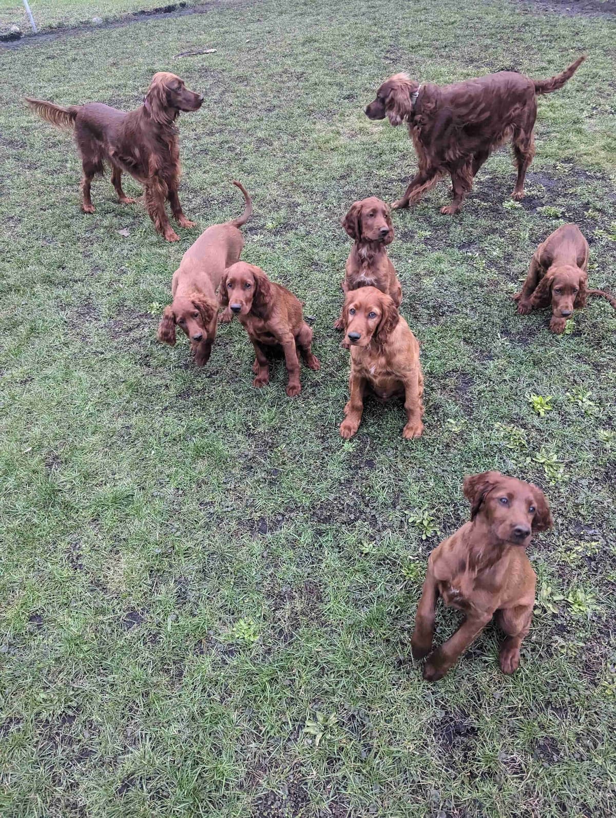 Irish Setter Puppies breeder image 9