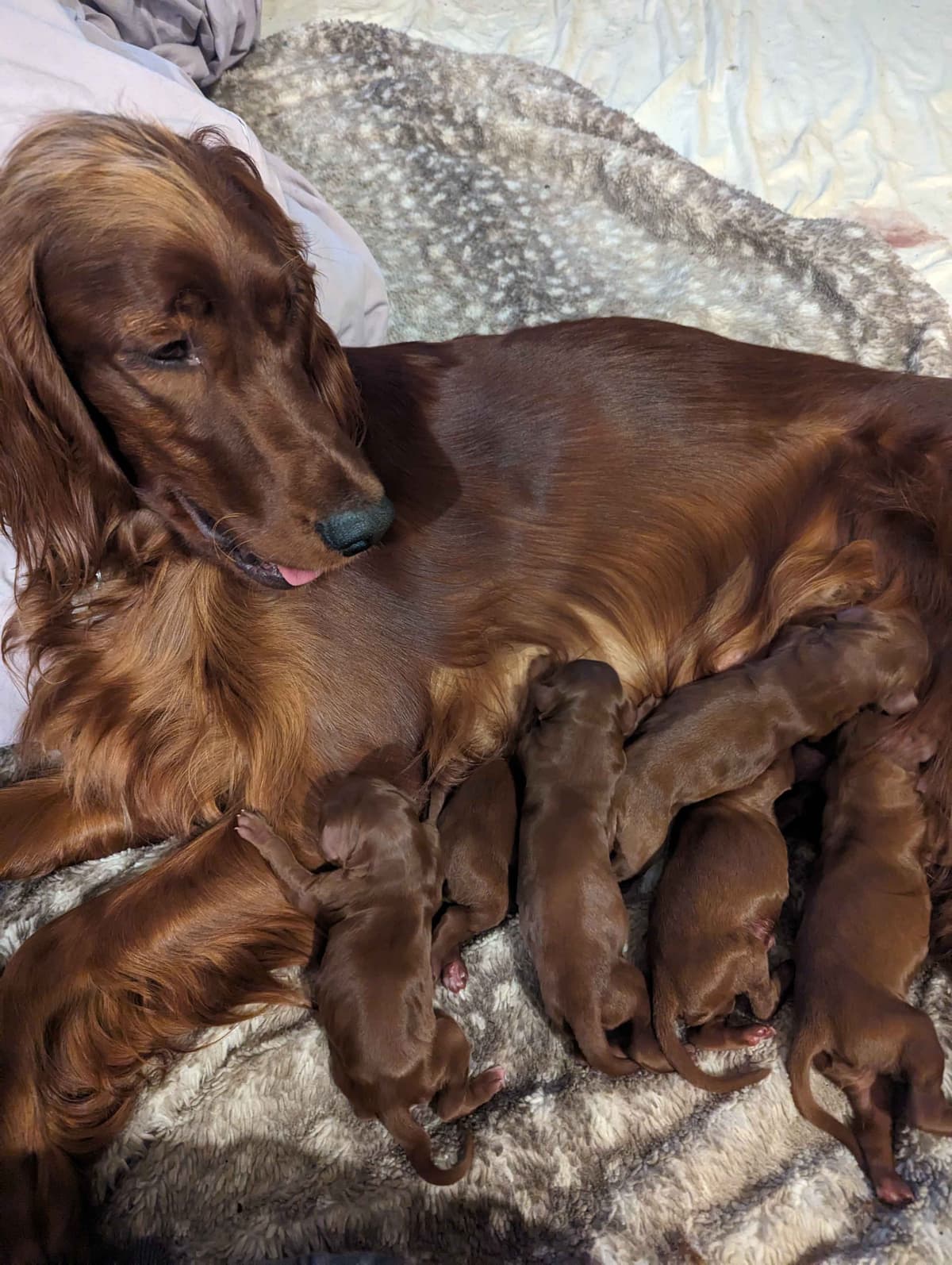Irish Setter Puppies breeder image 12