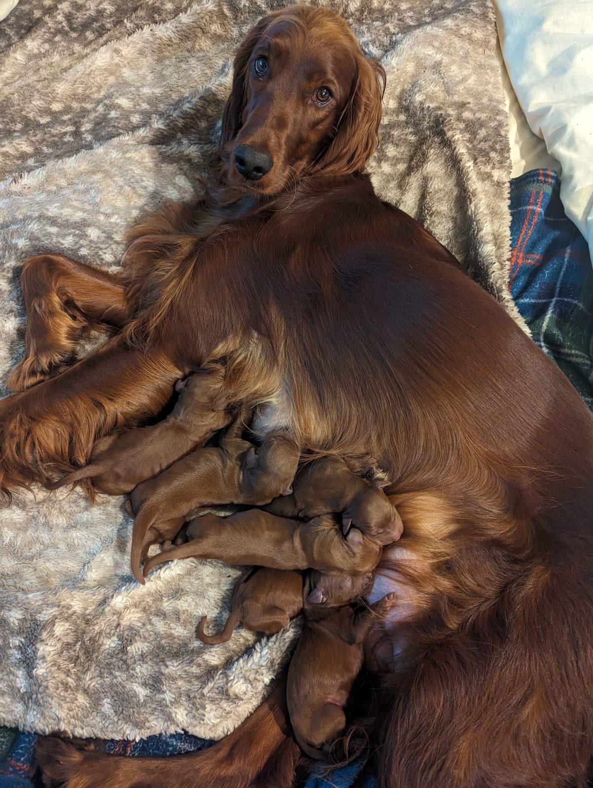 Irish Setter Puppies breeder image 14