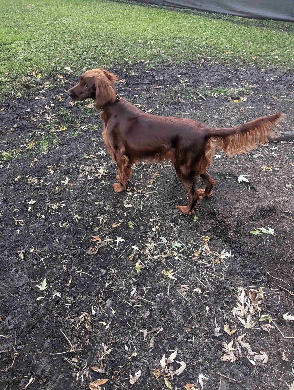 Irish Setter Puppies breeder image 15