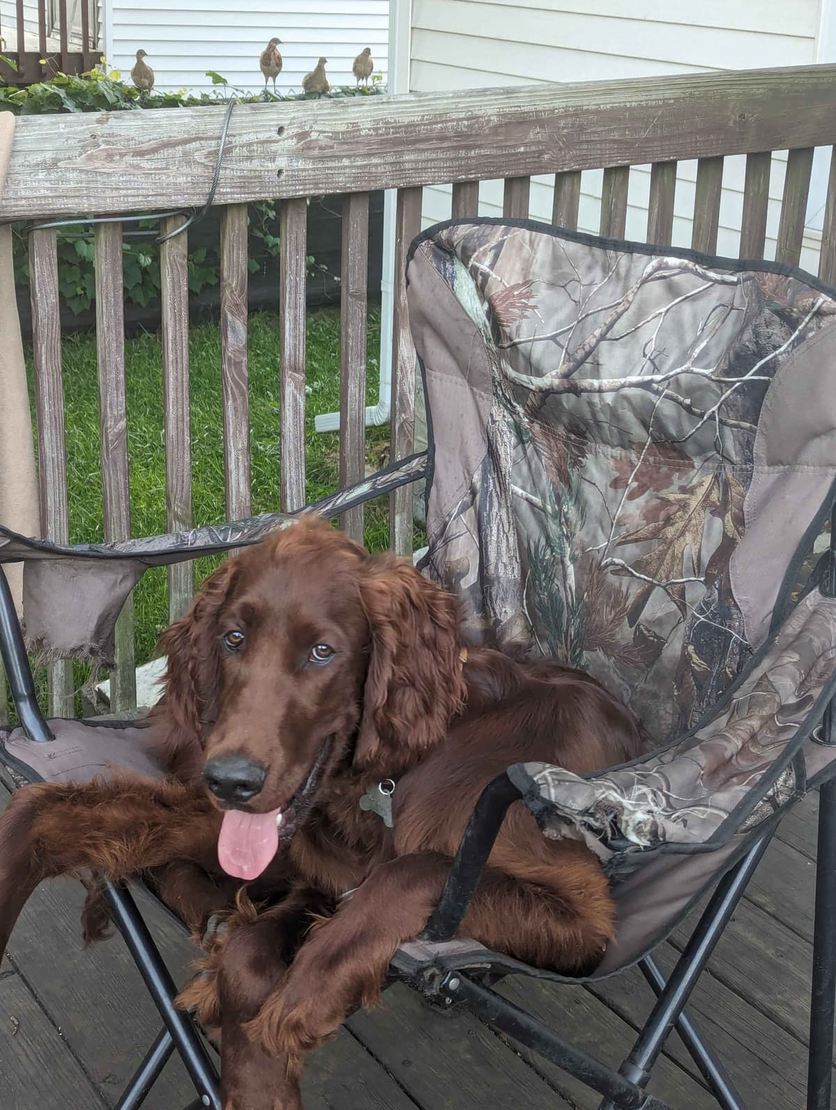 Irish Setter Puppies breeder image 17