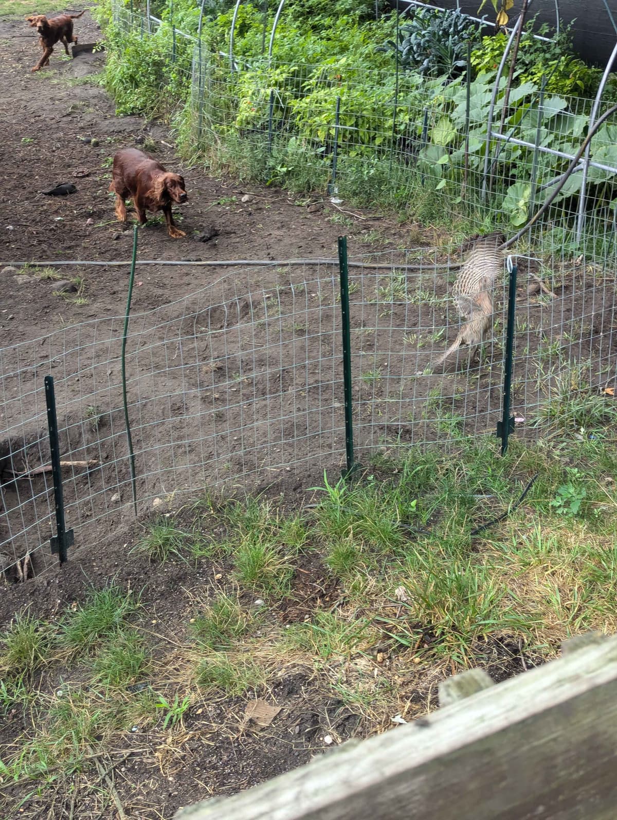 Irish Setter Puppies breeder image 20