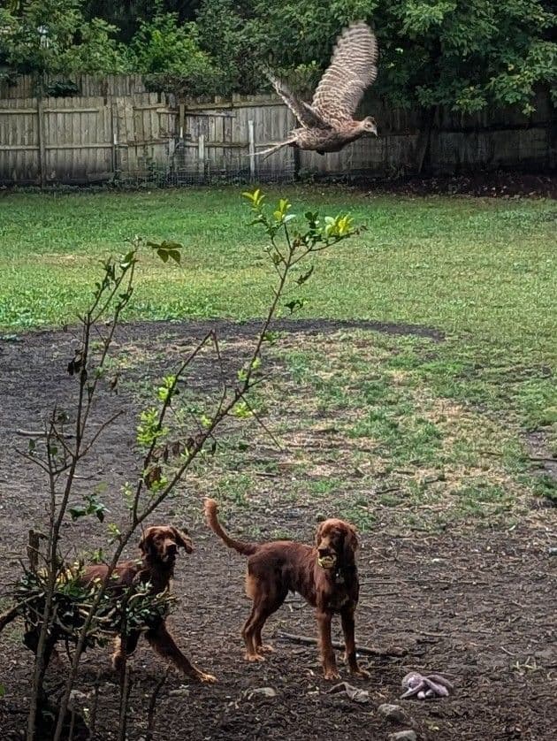 Irish Setter Puppies breeder image 21