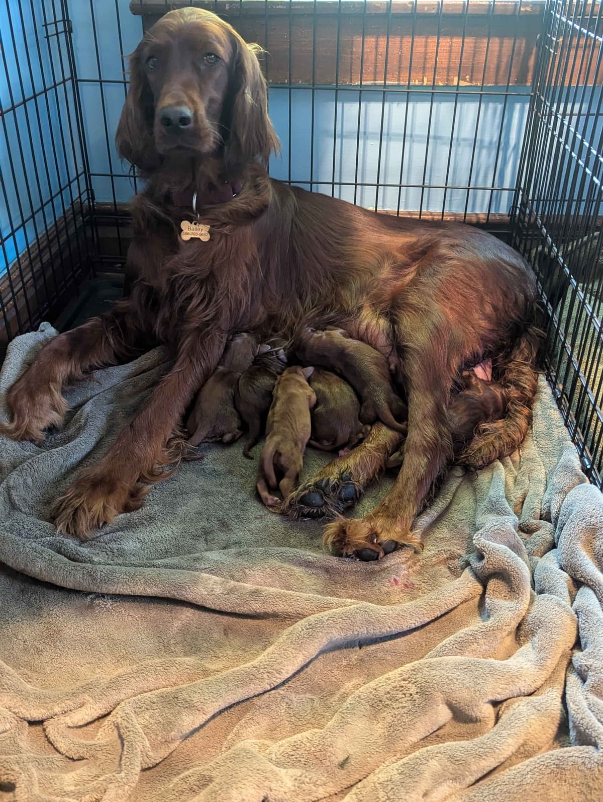Irish Setter Puppies breeder image 22
