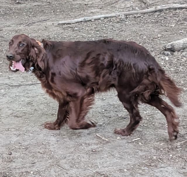 Irish Setter Puppies media 3