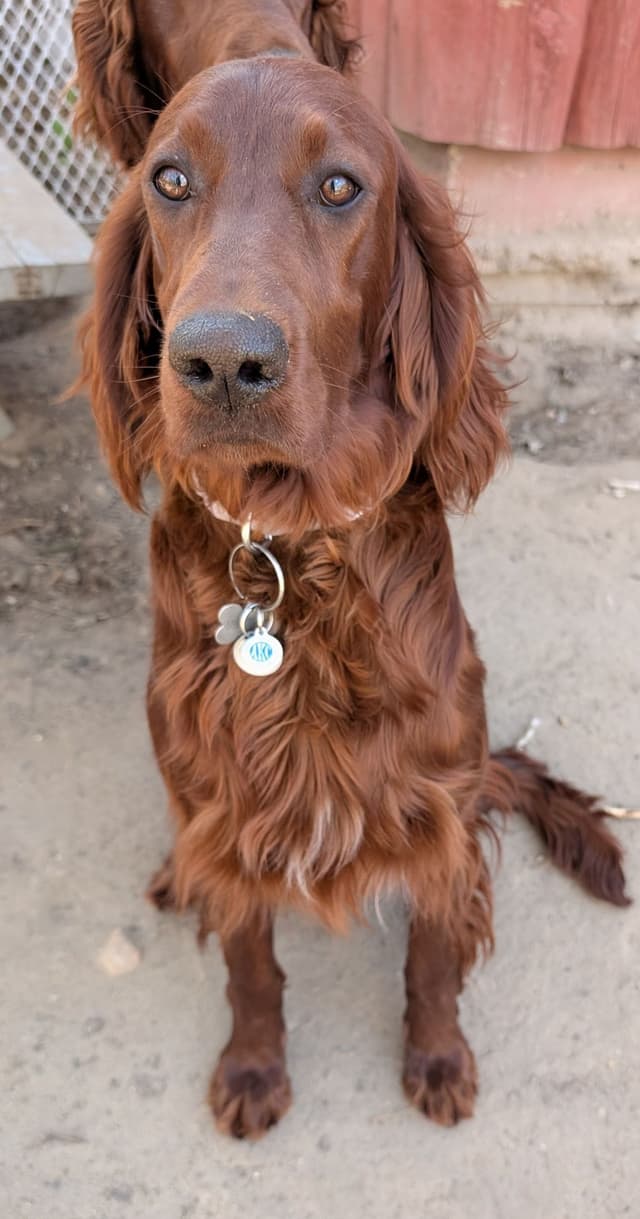 Irish Setter Puppies media 2