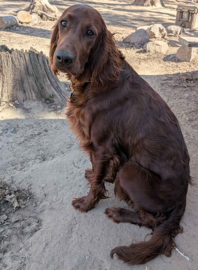 Irish Setter Puppies media 4