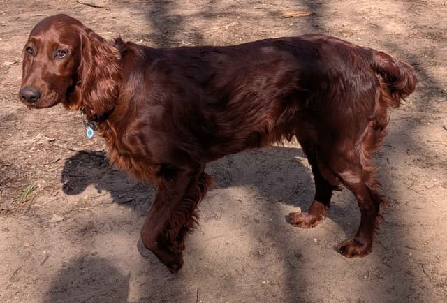 Irish Setter Puppies media 5