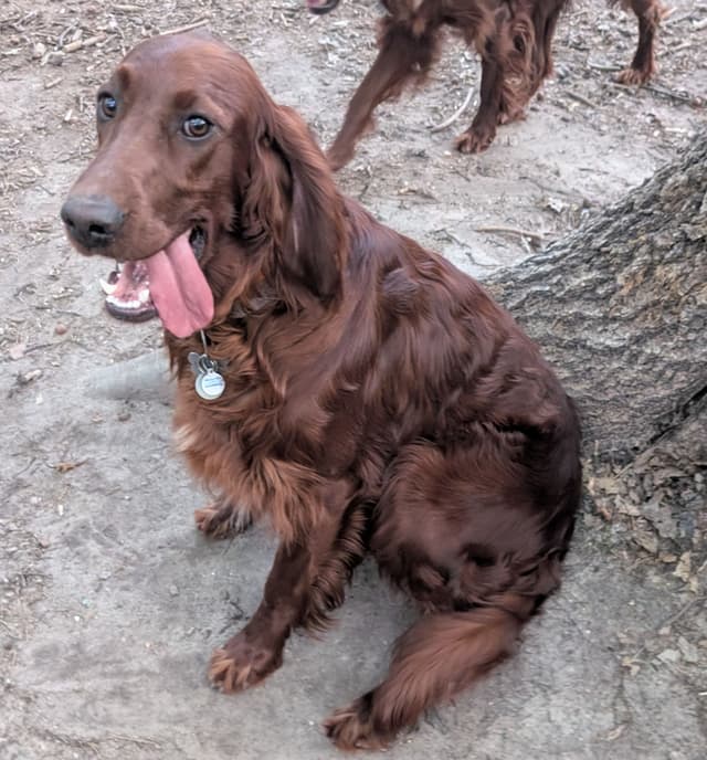 Irish Setter Puppies media 6