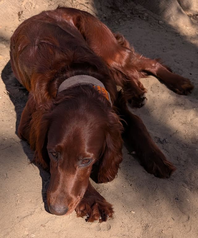 Irish Setter Puppies media 7