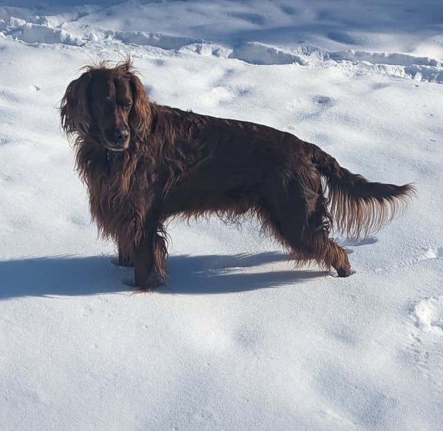Irish Setter Puppies media 8
