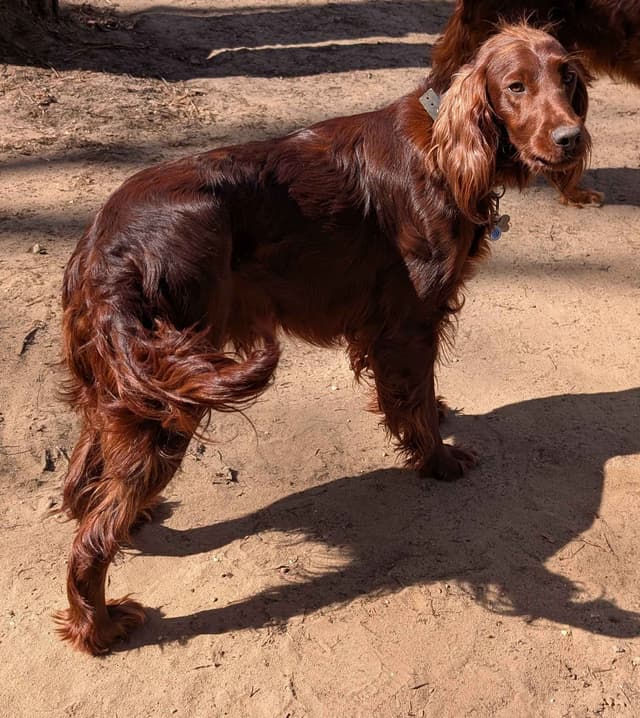 Irish Setter Puppies media 2