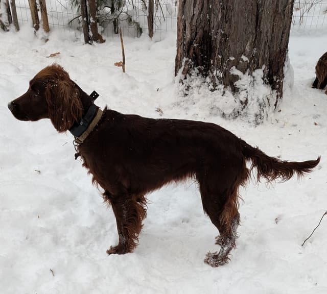 Irish Setter Puppies media 3