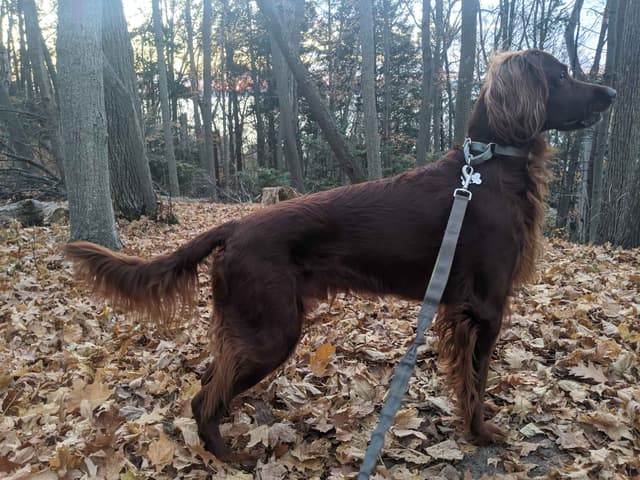 Irish Setter Puppies media 8
