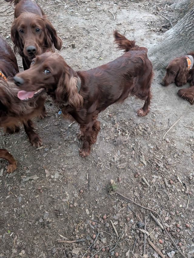 Irish Setter Puppies media 5