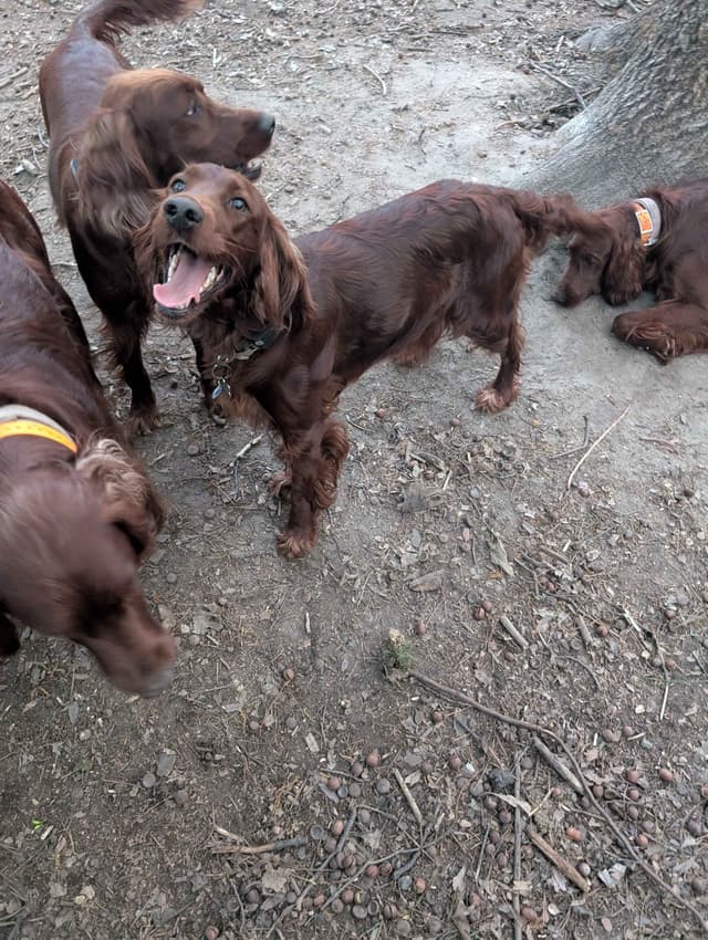 Irish Setter Puppies media 6